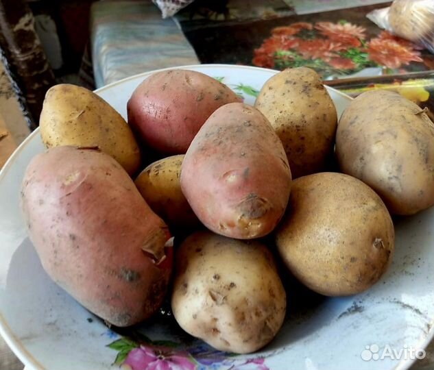 Молодой картофель