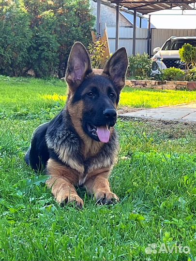 Красавец мальчишка