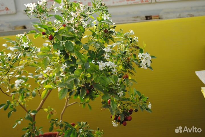 Мурайя гуаява витекс расторопша азимина гинкго