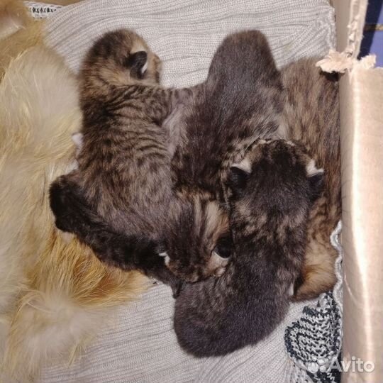 Отдам котят в добрые руки