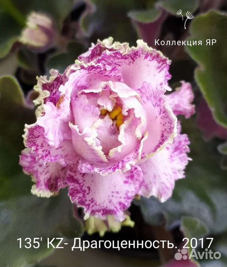 Сортовые фиалки