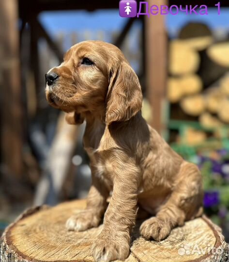 Аристократы Английские Лучший Характер