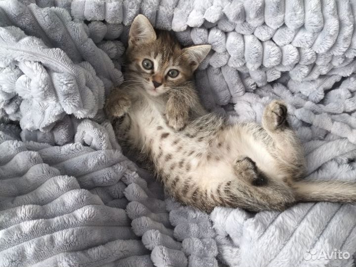 Кошки в добрые руки бесплатно