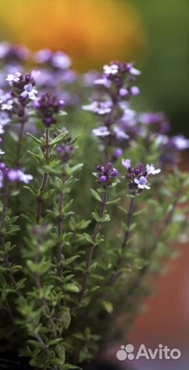 Розмарин, чебрец (тимьян),лаванда в горшке