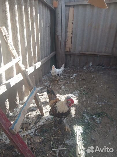 Петух и курочка