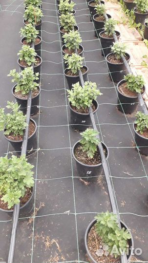 Хризантемы мультифлора в горшках