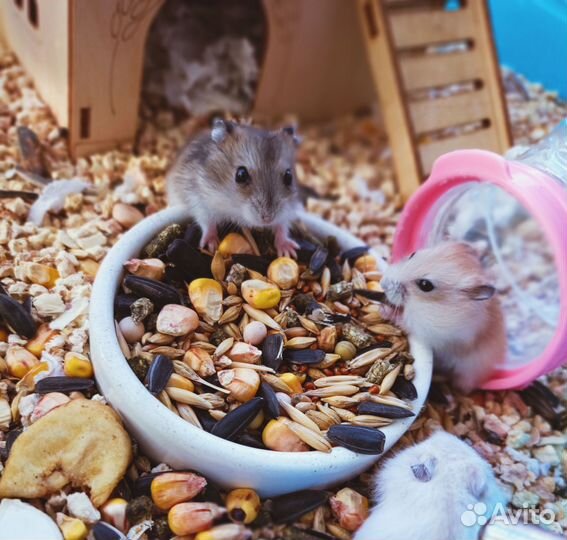 Джунгарские хомячки редкий окрас