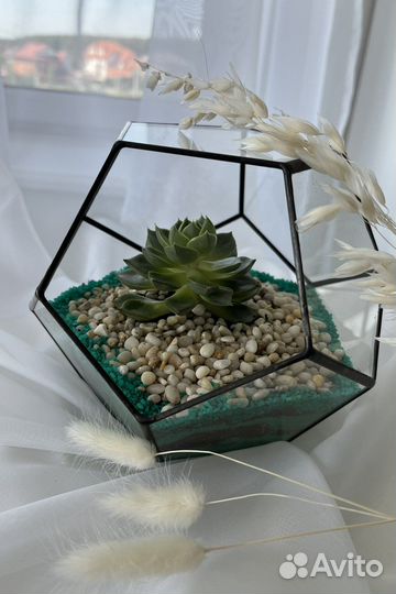 Флорариум с суккулентом