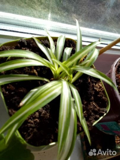 Хлорофитум