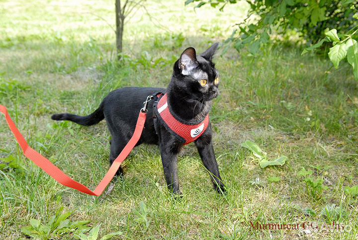 Бомбейская кошка Котята подростки Бомбей