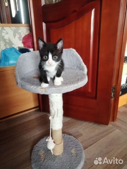 Ласковая кошечка, 2,5мес