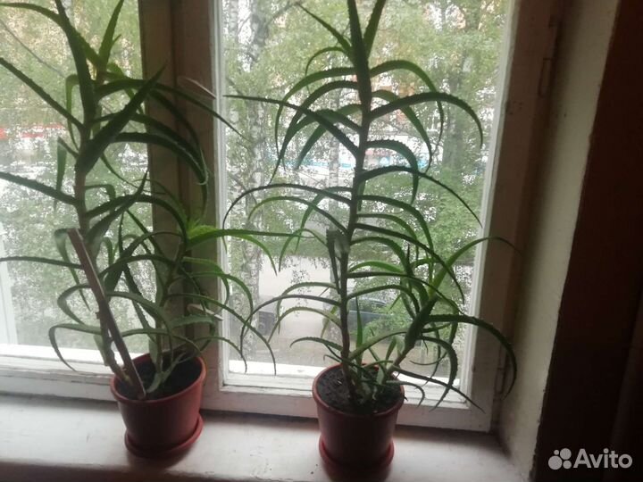 Алоэ