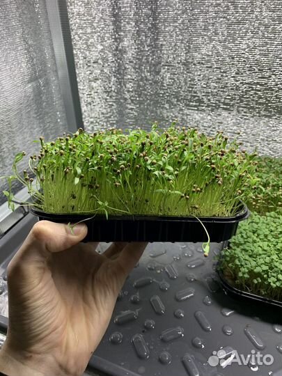 Микрозелень