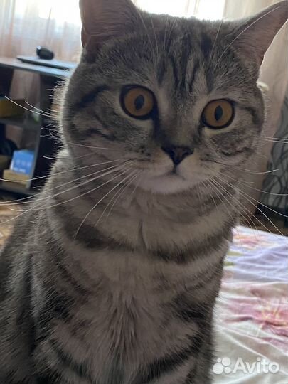 Британский кот