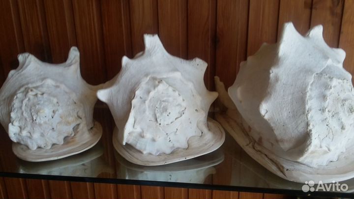 Морские ракушки раковины