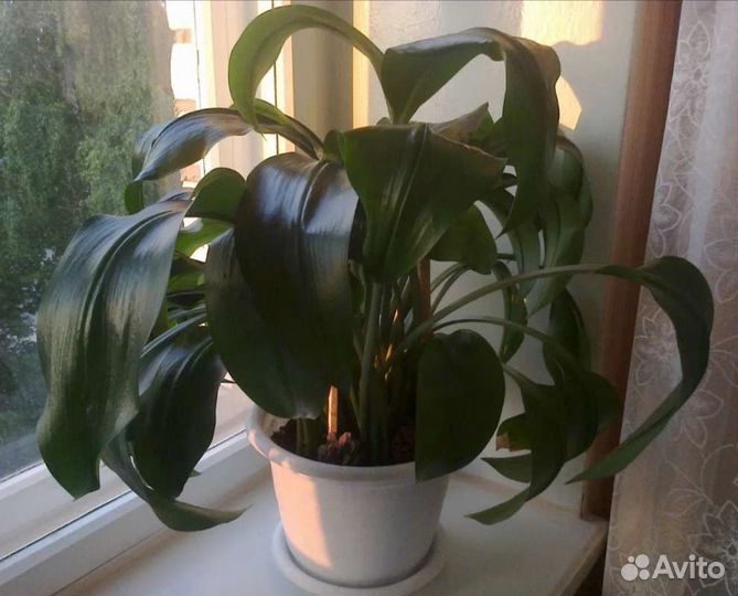 Эухарис амазонская лилия