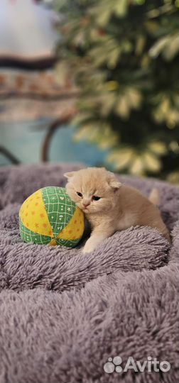 Котята хайленд фолд