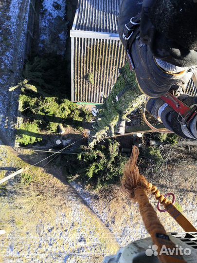 Спил деревьев