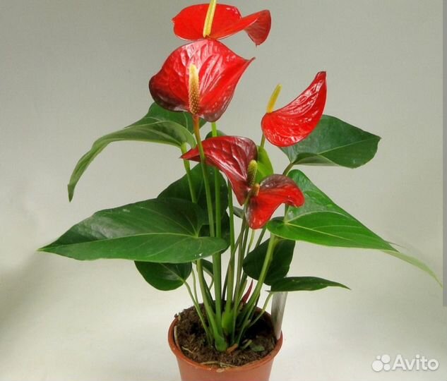 Комнатные цветы