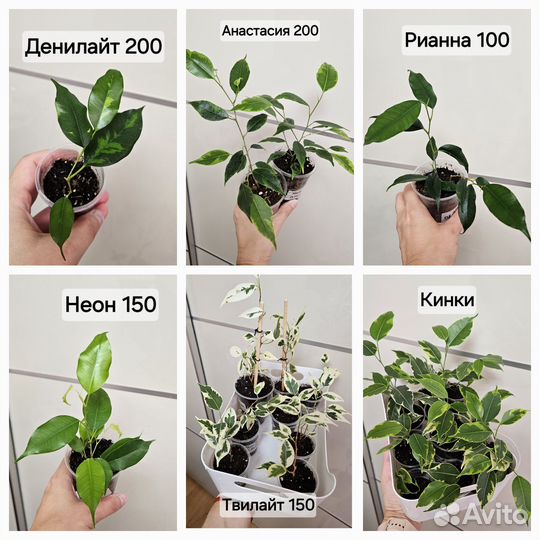 Коллекционные фикусы