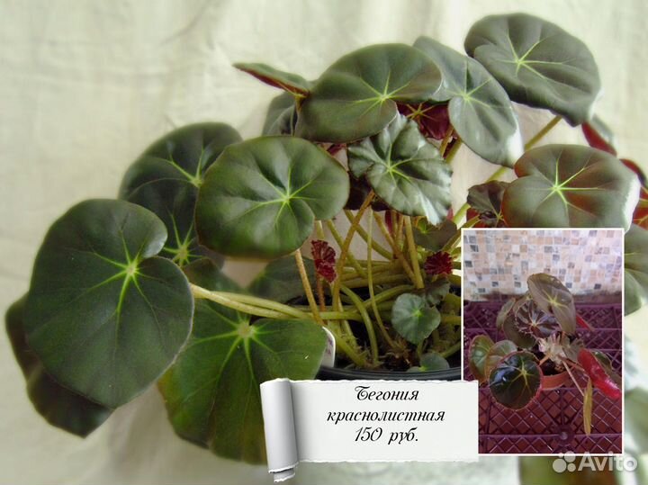 Растения домашние