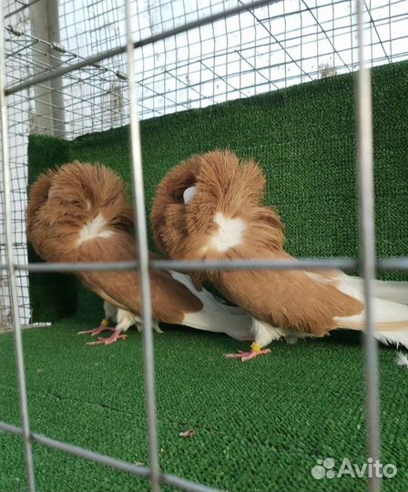 Продажа голубей