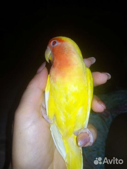 Попугай ручной неразлучник с клеткой