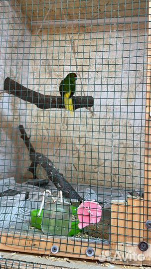 Попугай неразлучники с клеткой