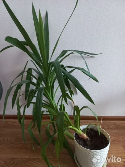 Пальма панданус