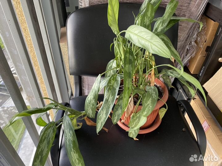 Аглаонема Мария