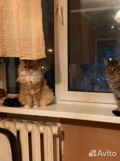 Рыжий котик