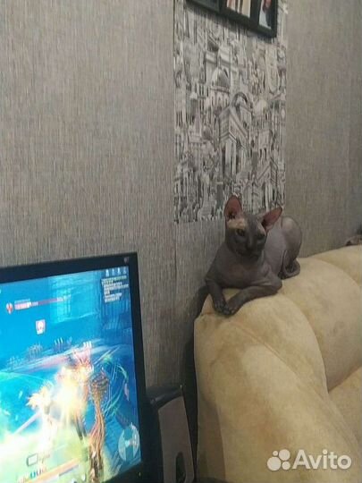 Сфинкс вязка