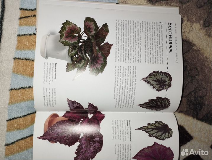 Комнатные растения.Практические советы цветоводам