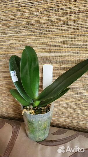 Фаленопсис