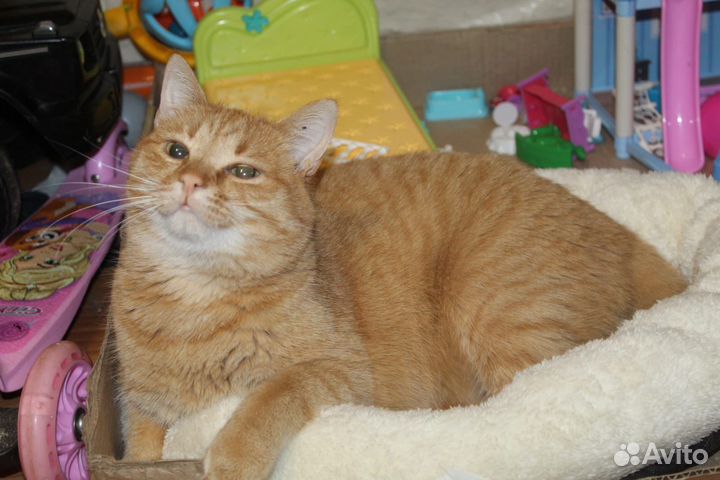 Рыжий кот в поисках дома