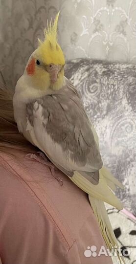 Попугай Корелла самец