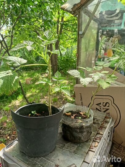 Саженцы малины