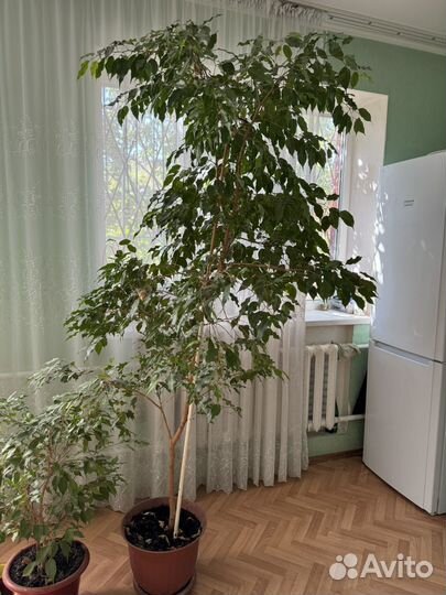 Фикус Бенджамина большой 2,2 м