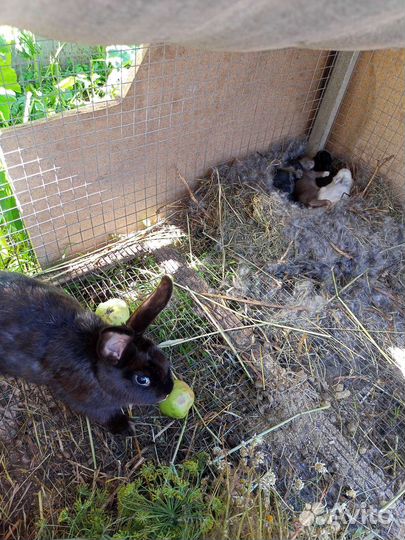 Кролик самка