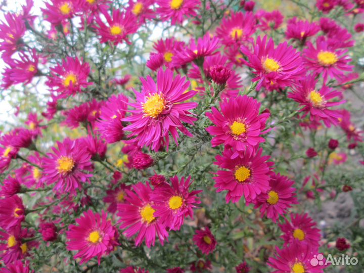 Саженцы. Растения