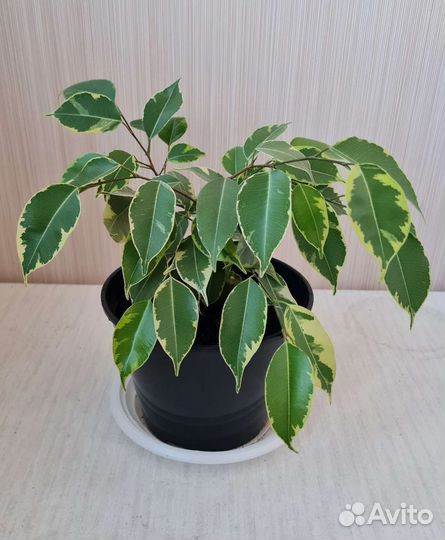 Фикус, березка, денежное дерево
