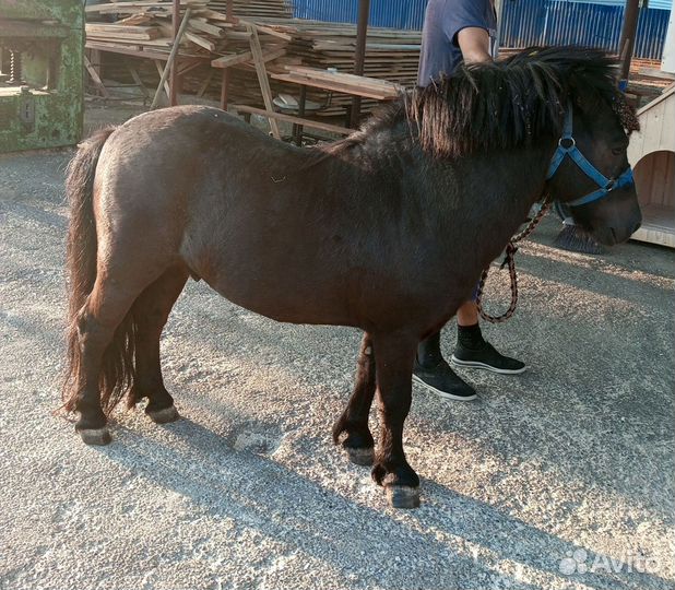 Мини-пони мальчик и девочка