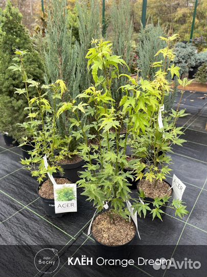 Клён японский