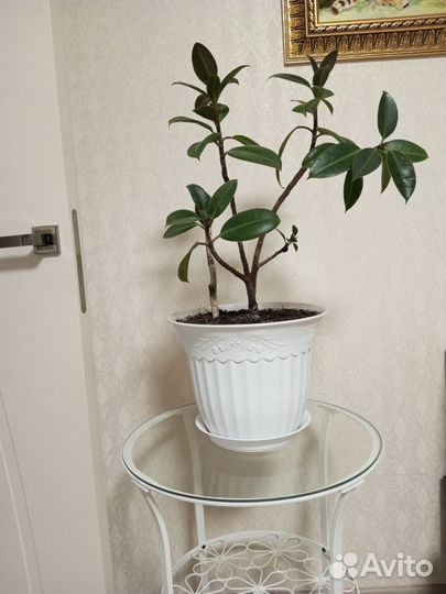 Фикус бенджамина