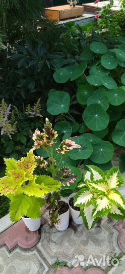 Монстера, колеусы