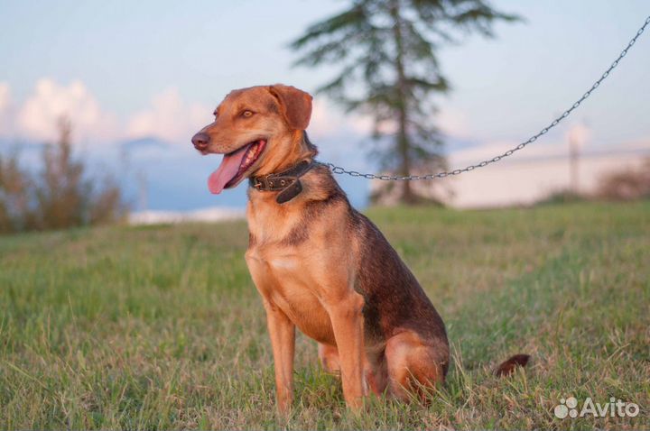 Собака ищет хозяев