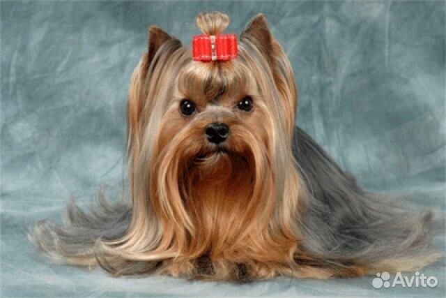 Передержка для собак