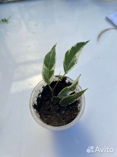 Фикусы Кёрли, пикси и голден моник