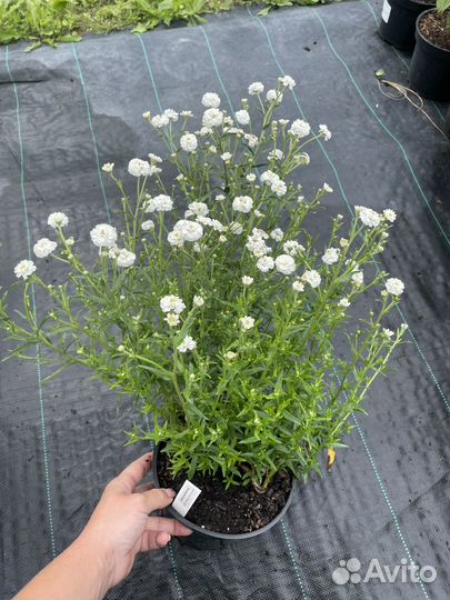 Многолетние цветы