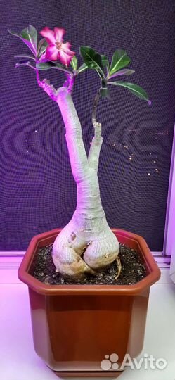 Домашнее растение Адениум